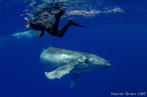 Baby Humpback Ineraction by Henrik Gram Rasmussen 